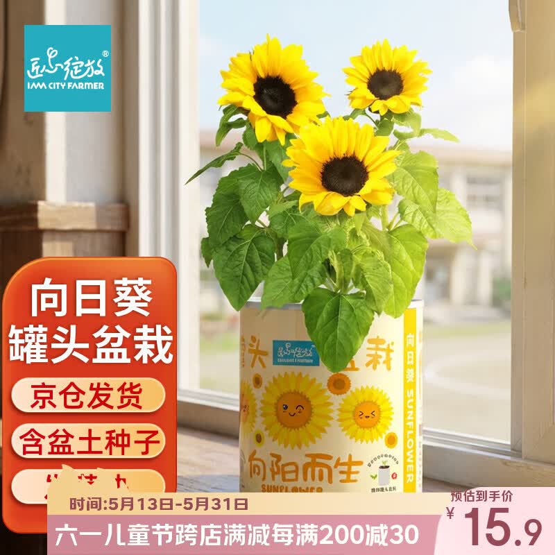 IAM City Farmer六一儿童节礼物向日葵罐头盆栽种植小盆栽diy种子幼儿园植物10066