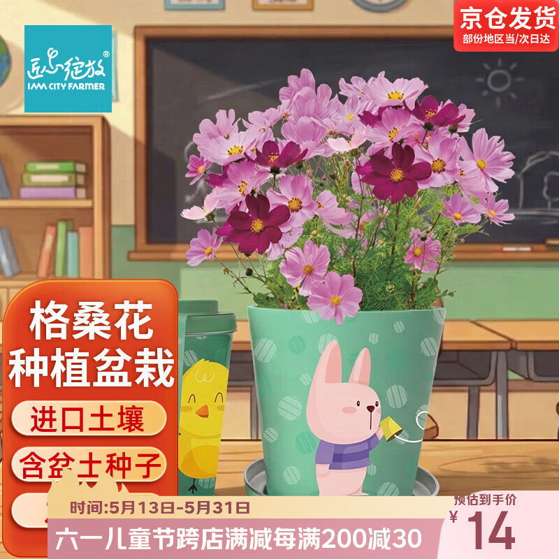 IAM City Farmer波斯菊格桑花迷你盆栽绿植幼儿园儿童种植小盆栽观察套装10025