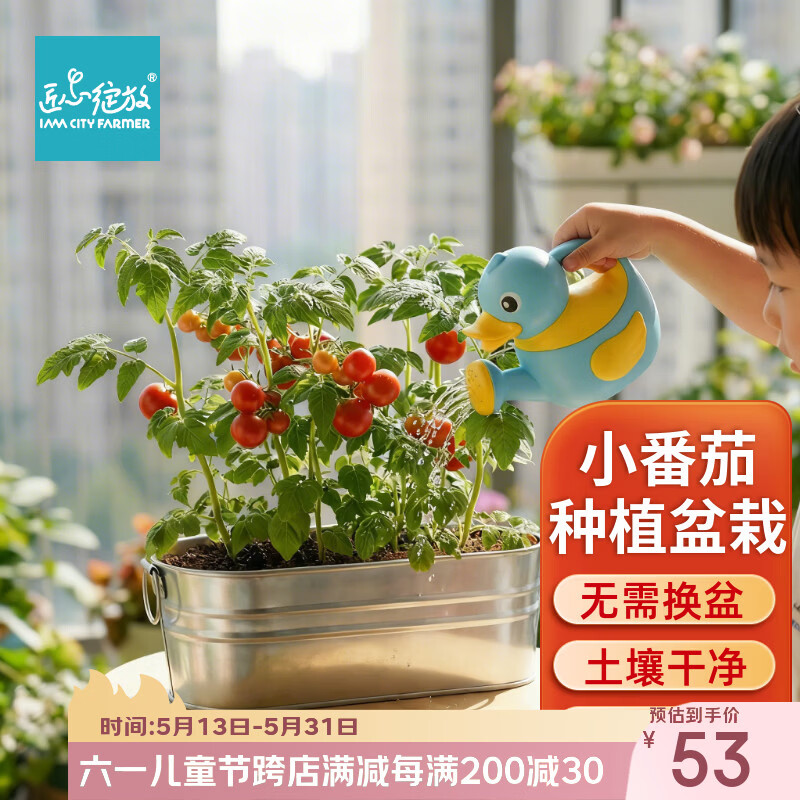 IAM City Farmer六一儿童节礼物小番茄儿童种植观察盆栽套装DIY幼儿园绿植10102