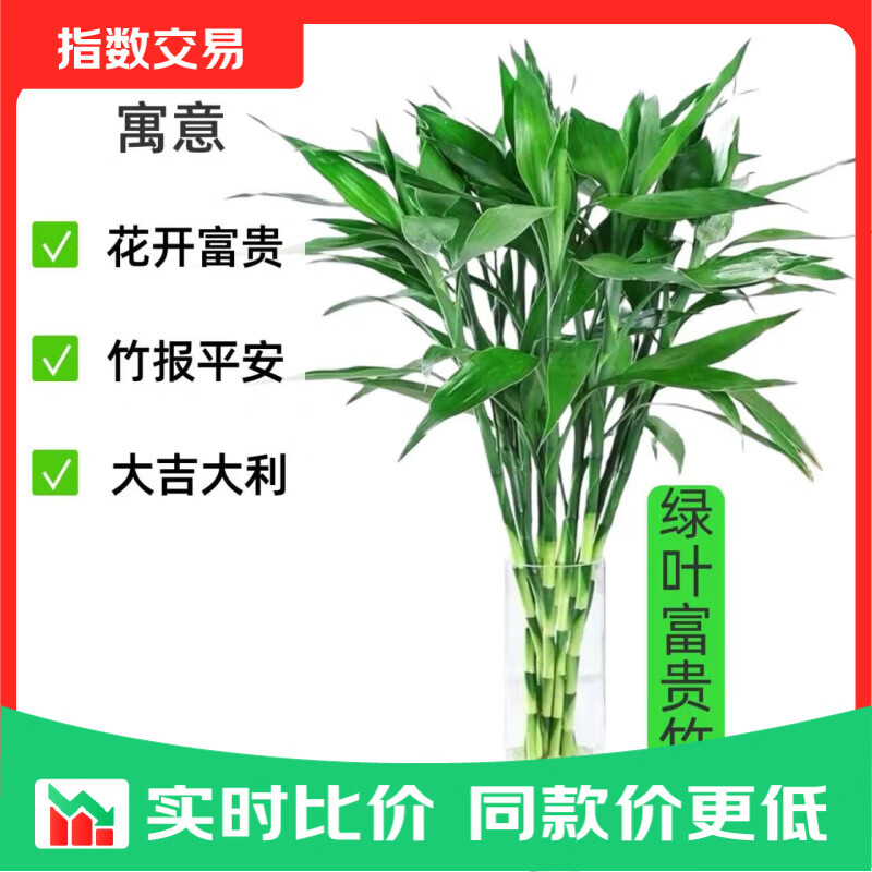 富贵竹65cm10支 4.97元 - 86线报