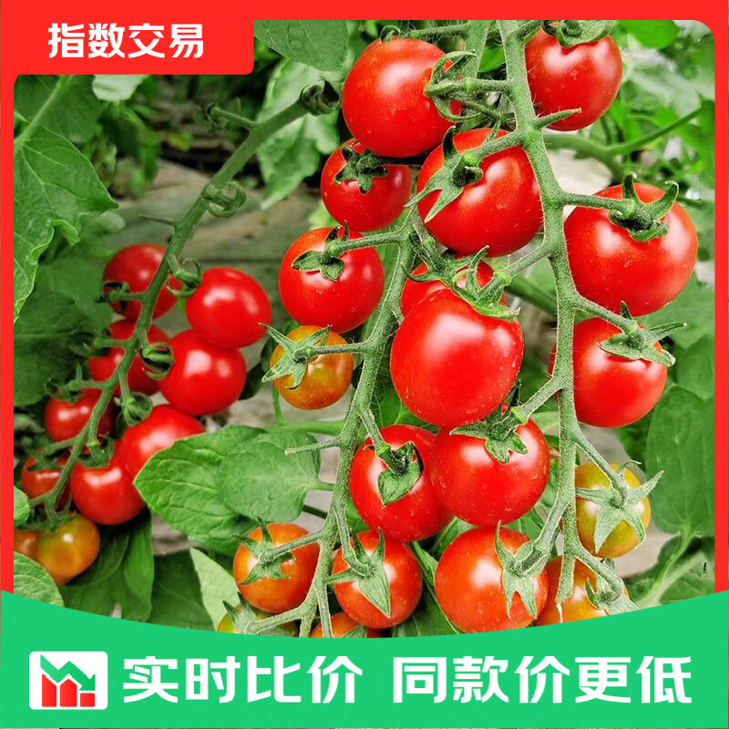 广西红色圣女果小番茄新鲜水果沙拉新鲜 超实惠5斤装（净重4.5斤）单果6g+
