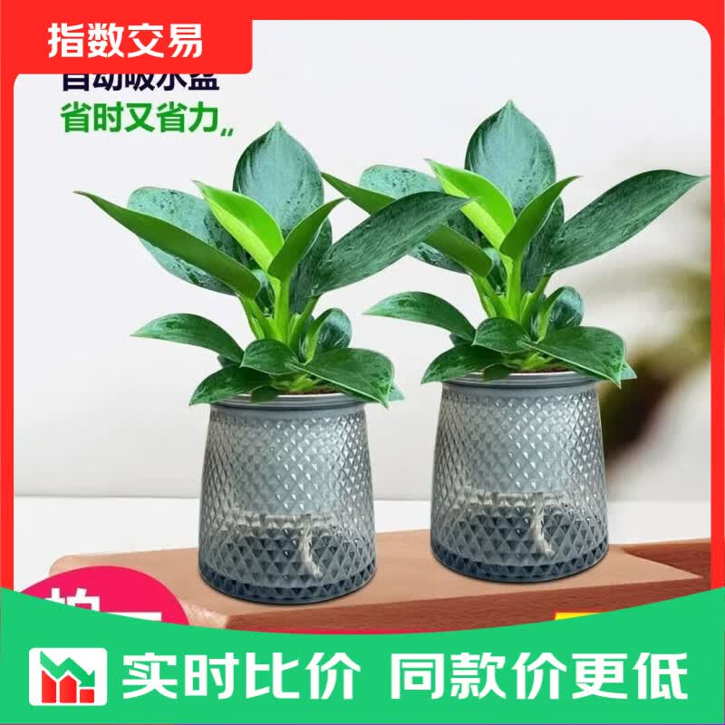 特价大叶金钻绿公主盆栽植物除甲醛绿植办公室四季常青室内摆放2 【拍一发二】金钻+灰繁星吸水盆 含盆高度15-20厘米