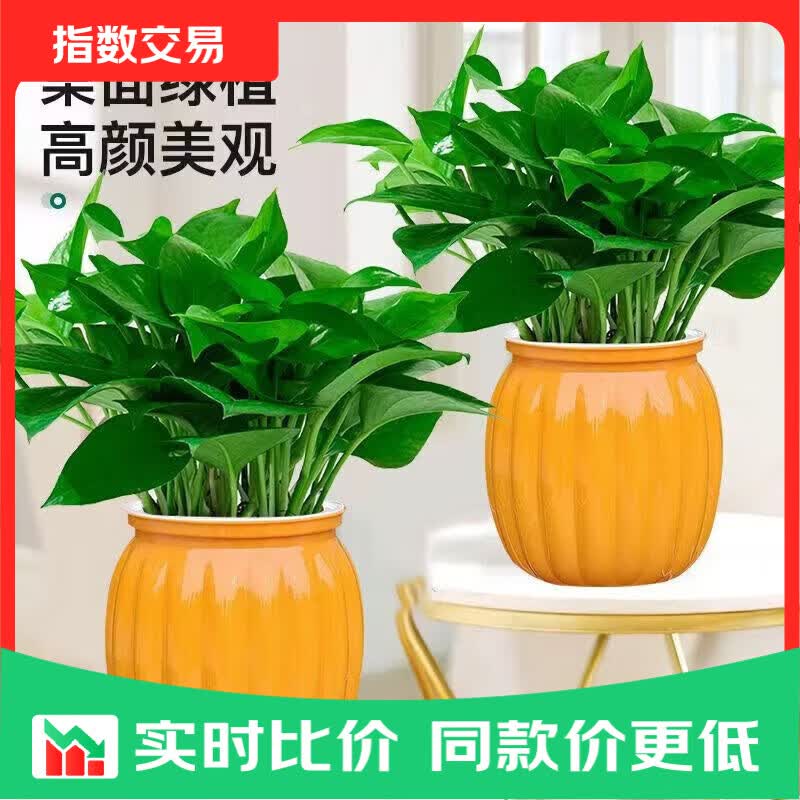 绿萝盆栽吸甲醛净化空气绿植物懒人花卉好养搬家礼物全 【畅销2盆】绿萝+橙色南瓜盆自吸水 整体含盆高度20-25cm