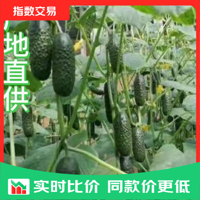 玛莎黄瓜净重5斤 8.79元，圣女果带箱5斤 8.99元 - 线报酷