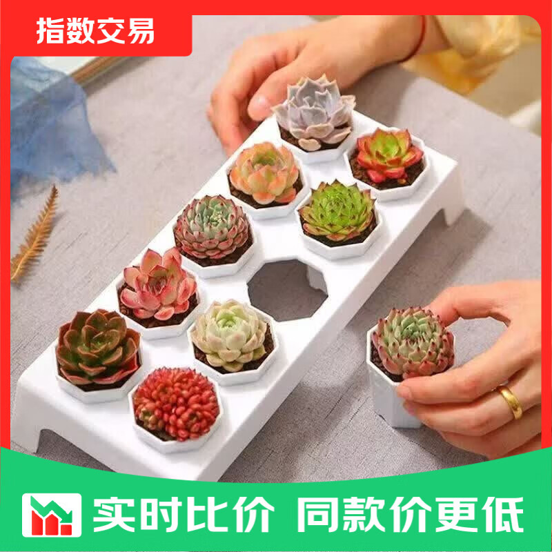 多肉植物套餐10颗含盆 营养土 托架 5.99元 - 美泡泡
