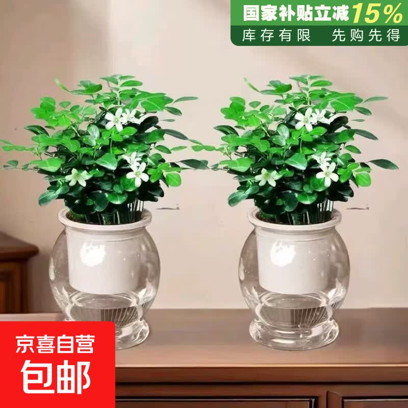 渠道专享15-20cm水培驱蚊九里香七叶莲盆栽室内好养绿植驱蚊神器 九里香+自动吸水塑料鱼缸盆【2盆】 花盆口径约为10cm