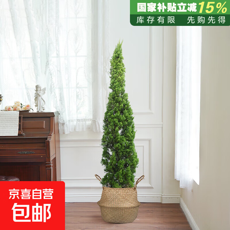松树盆栽龙柏松柏圣诞树真树室内大型绿植北欧风客厅阳台氛围感 高130-140cm含编织篮 含盆