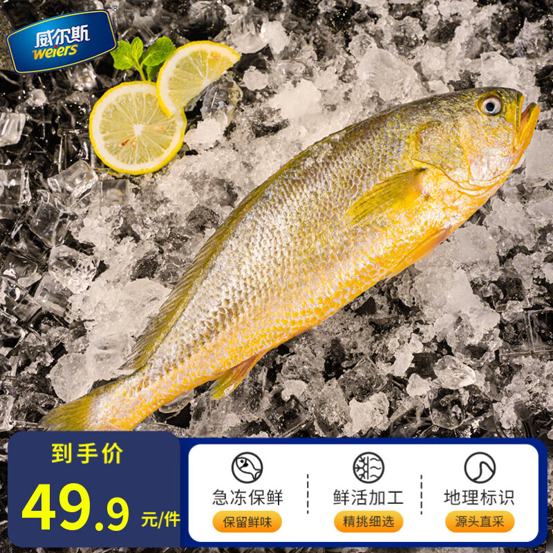 威尔斯（WEIERS）宁德大黄鱼600g 地标认证黄花鱼 深海鱼生鲜鱼类