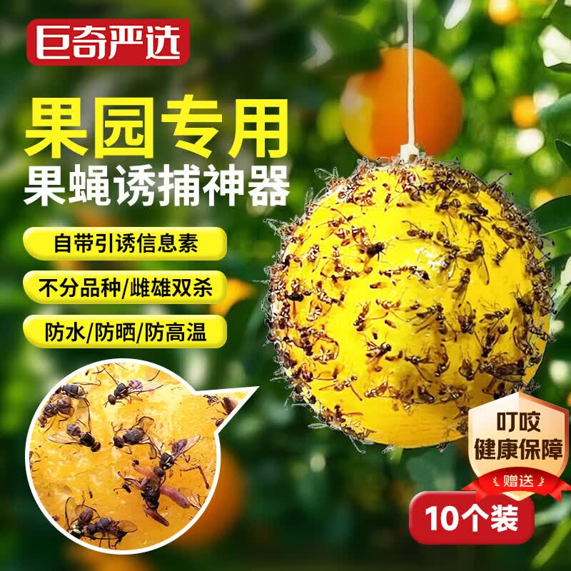 巨奇果蝇诱蝇器小飞虫诱捕器粘虫球诱虫球针蜂引诱剂强力果蝇球10个装