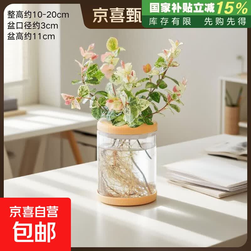 花叶络石水培长藤四季五彩花叶观叶懒人好养垂吊藤苗绿植盆栽室内 花叶络石3-4棵苗+软塞子树脂瓶 裸根不带土