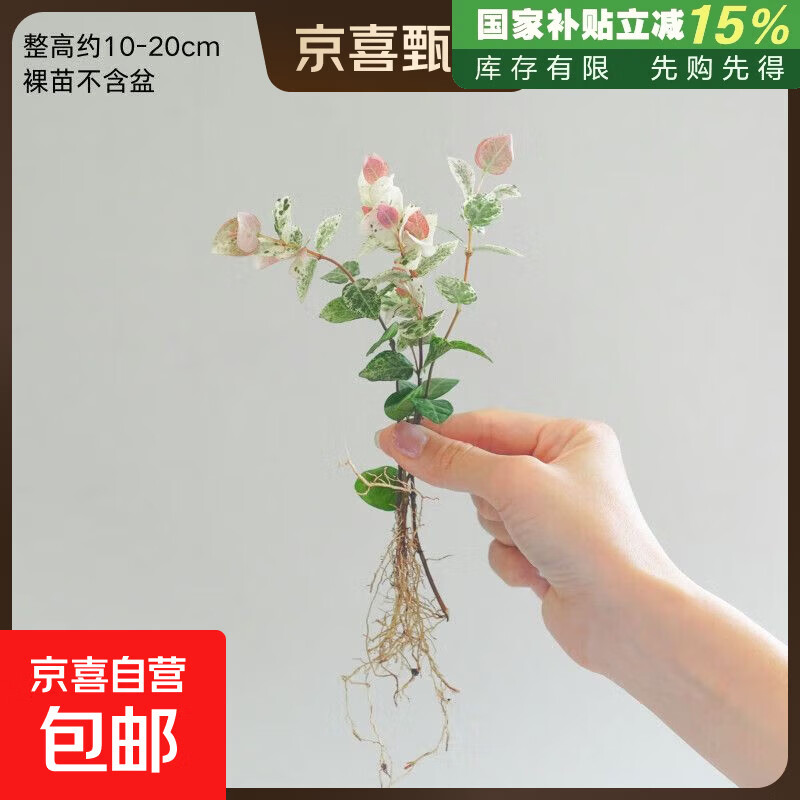 花叶络石水培长藤四季五彩花叶观叶懒人好养垂吊藤苗绿植盆栽室内 花叶络石3棵苗 裸根不带土