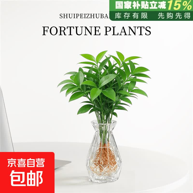 驱蚊竹柏水培植物室内水养办公室内面绿植花卉盆栽四季好养易活 强力驱蚊竹柏10棵+透明钻石瓶【送营养液】 含玻璃瓶