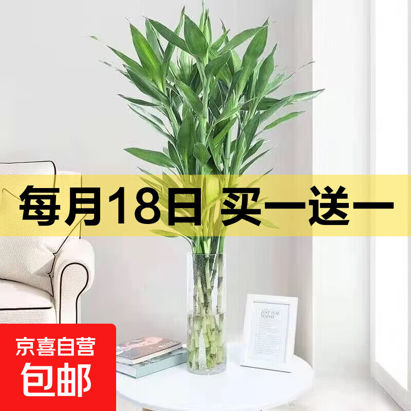 洒水壶2个装 7.99元，金钻+灰繁星吸水盆2盆 8.99元，富贵竹65cm5支 8.99元 - 86线报