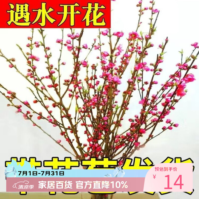 蔓缀 雪柳干枝梅遇水开花枯木逢春水培桃花梅花鲜花带花苞发货好养活 桃花 10枝装遇水开花 带花苞