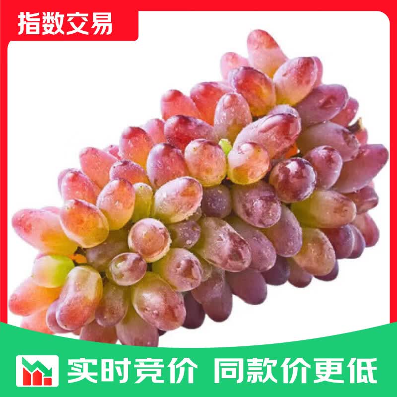 京鲜生 云南茉莉香葡萄 尝鲜1-1.3斤 酸甜易掉粒 生鲜水果 尝鲜装【茉莉香】净重1-1-3斤