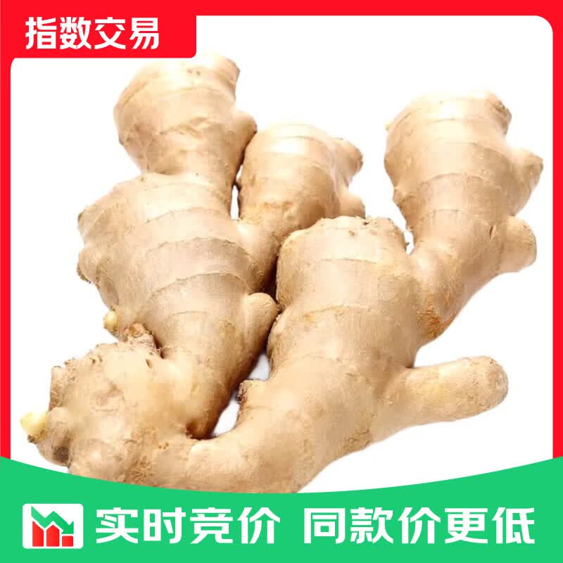 山东窖藏大黄姜新鲜生姜老姜沙姜月子姜风干姜农家现挖当季蔬菜 净重5斤