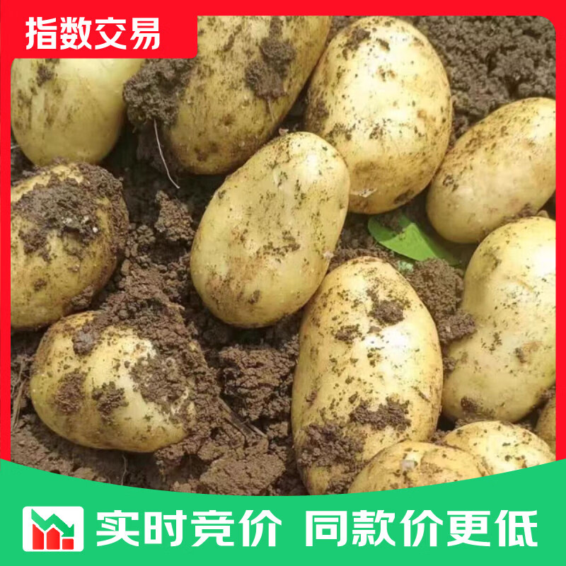 山东黄心大土豆粉糯新鲜现挖马铃薯洋芋芋头当季 黄心土豆9斤 净重 大果2两起