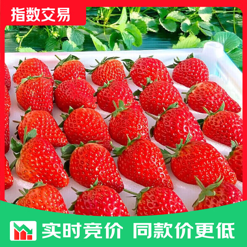 大凉山 红颜草莓99牛奶油草莓 水果礼品指数 精选果【单果8-12g】 2斤礼箱装【尝鲜】净重1.5斤