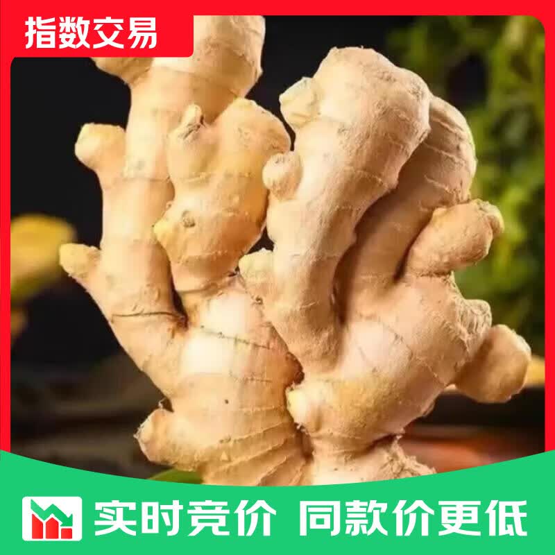 山东窖藏大黄姜新鲜生姜老姜沙姜月子姜农家现挖 3斤