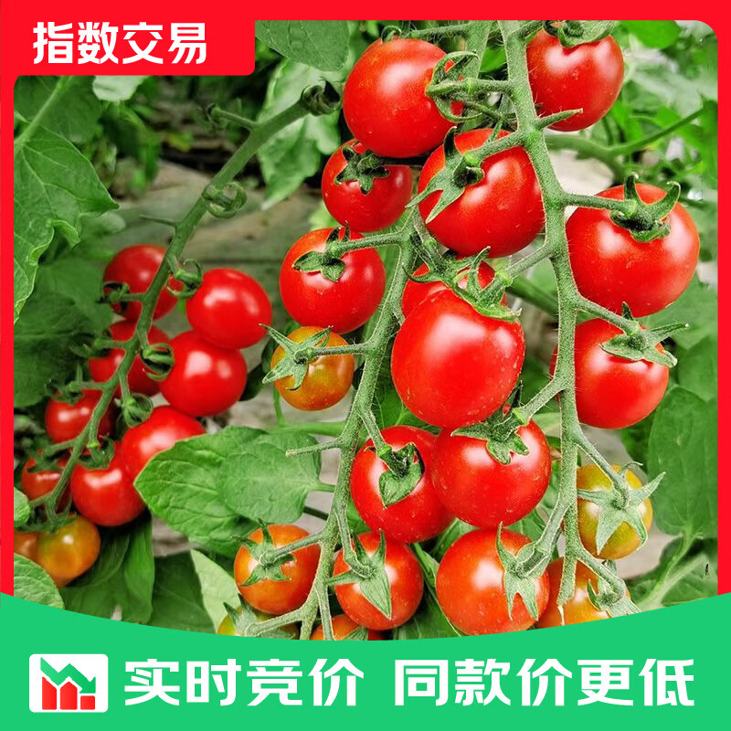 广西红色圣女果小番茄新鲜水果沙拉新鲜 超实惠5斤装（净重4.5斤）单果6g+