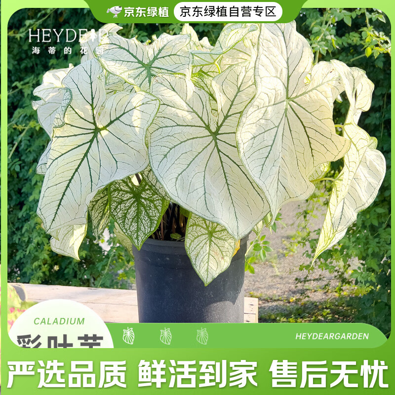 京东绿植彩叶芋白色恋人 27.46元 - 86线报