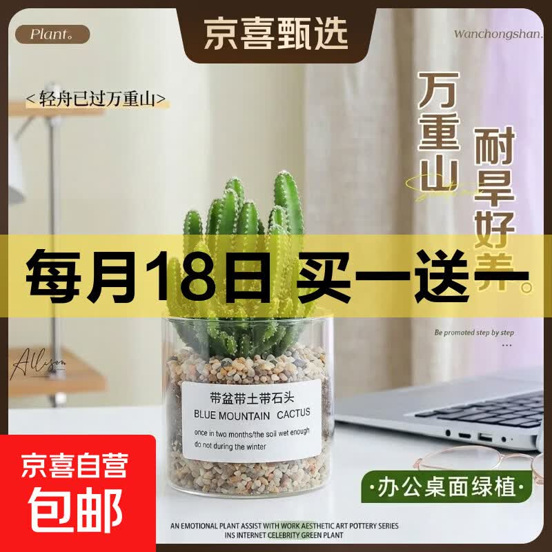 【特价】万重山多肉植物仙人掌盆栽室内肉肉仙人球小盆栽 万重山+玻璃盆+黄金砂+营养土 含盆