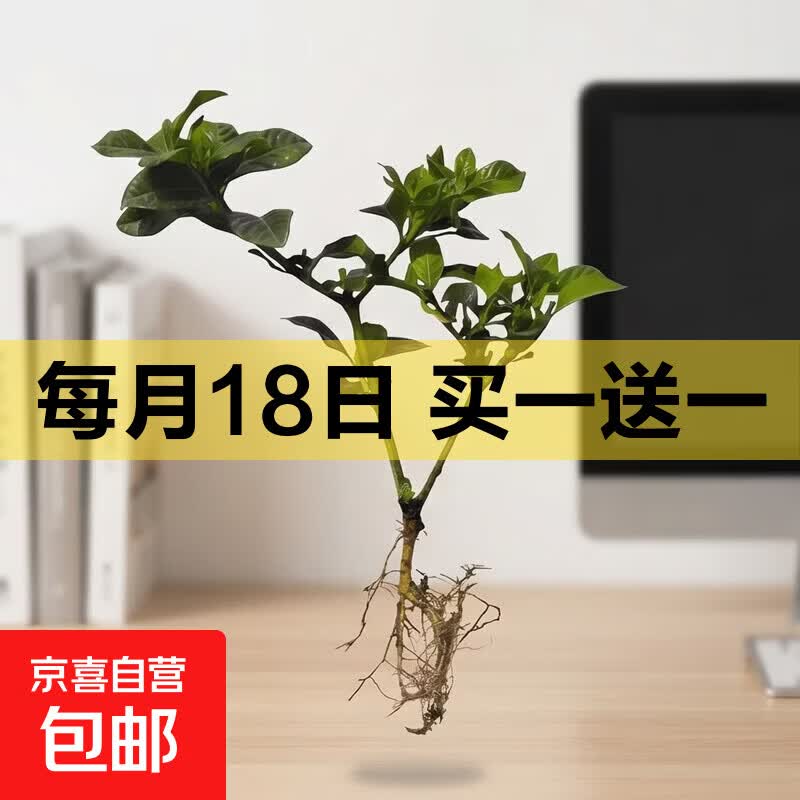 浓香型大盆牡丹栀子花四季开花卉绿植室内桌面盆栽净化空气吸甲醛 裸根试种1苗（不带盆） 高度20-25cm冠幅10cm