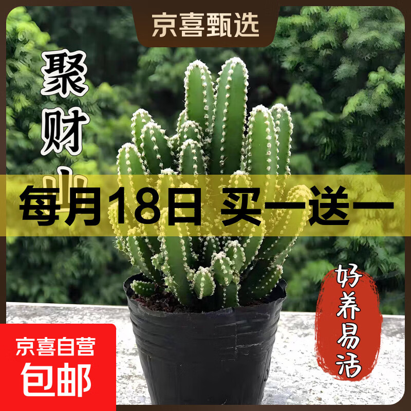 仙人掌仙人球室内盆栽多肉植物红太阳万重山办公室桌面绿植防辐射 万重山原盆高10-13cm 带盆栽好