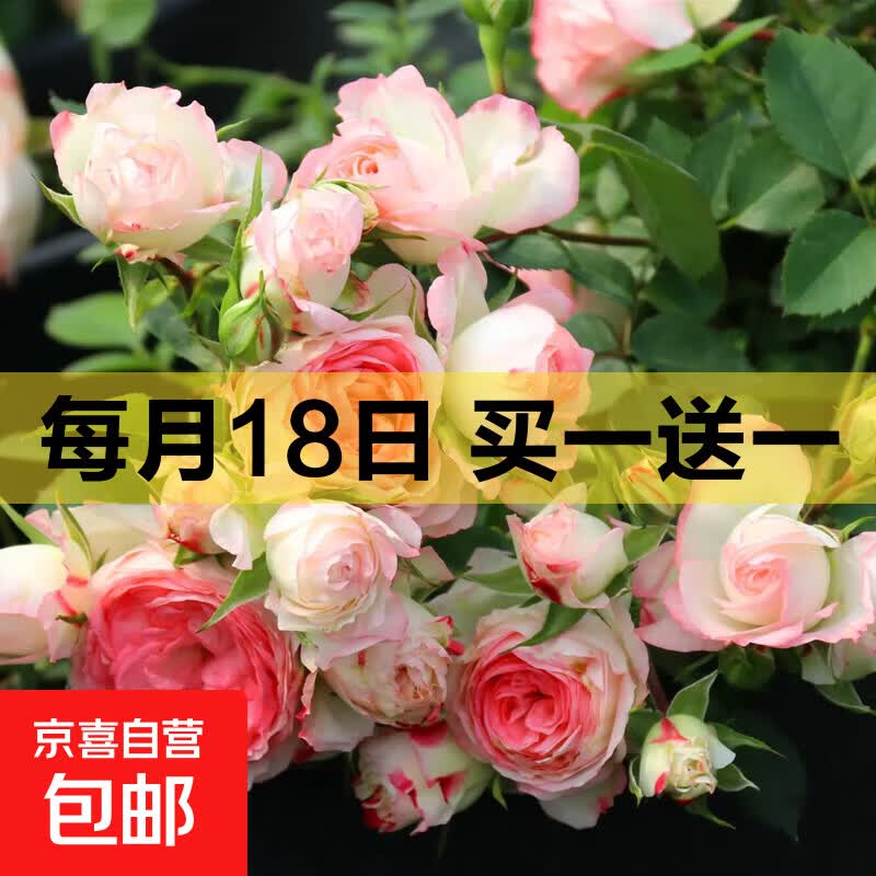 玫瑰花苗老桩绿植物盆栽月季蔷薇老根室内外阳台庭院特大花卉四季 7粉黛（老桩苗四季开花）