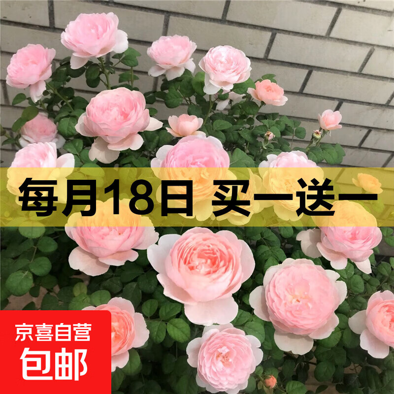 玫瑰花苗老桩绿植物盆栽月季蔷薇老根室内外阳台庭院特大花卉四季 19瑞典女王（老桩苗四季开花）
