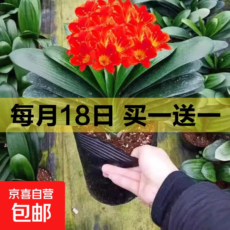 四季君子兰盆栽室内花带花苞老苗圆头和尚君子兰花卉植物好养绿植 君子兰2-3片叶小苗