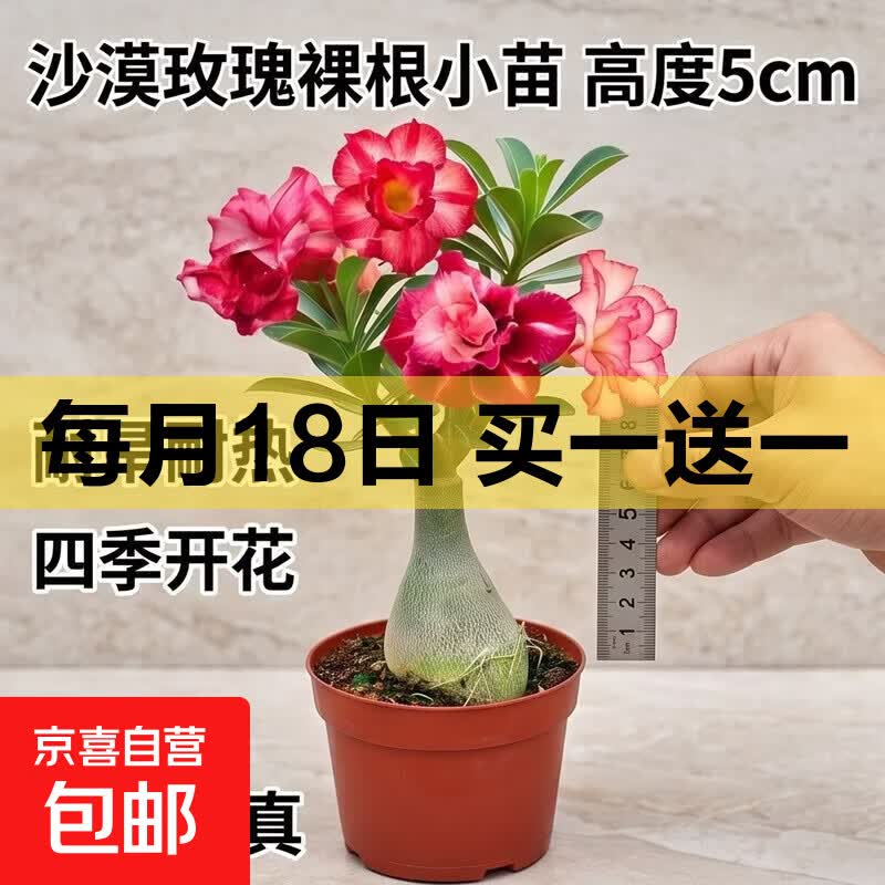 优质沙漠玫瑰花苗盆栽四季花卉绿植物老桩室内阳台小盆景开花不断 多色 沙漠玫瑰裸根小苗1颗 高度5cm