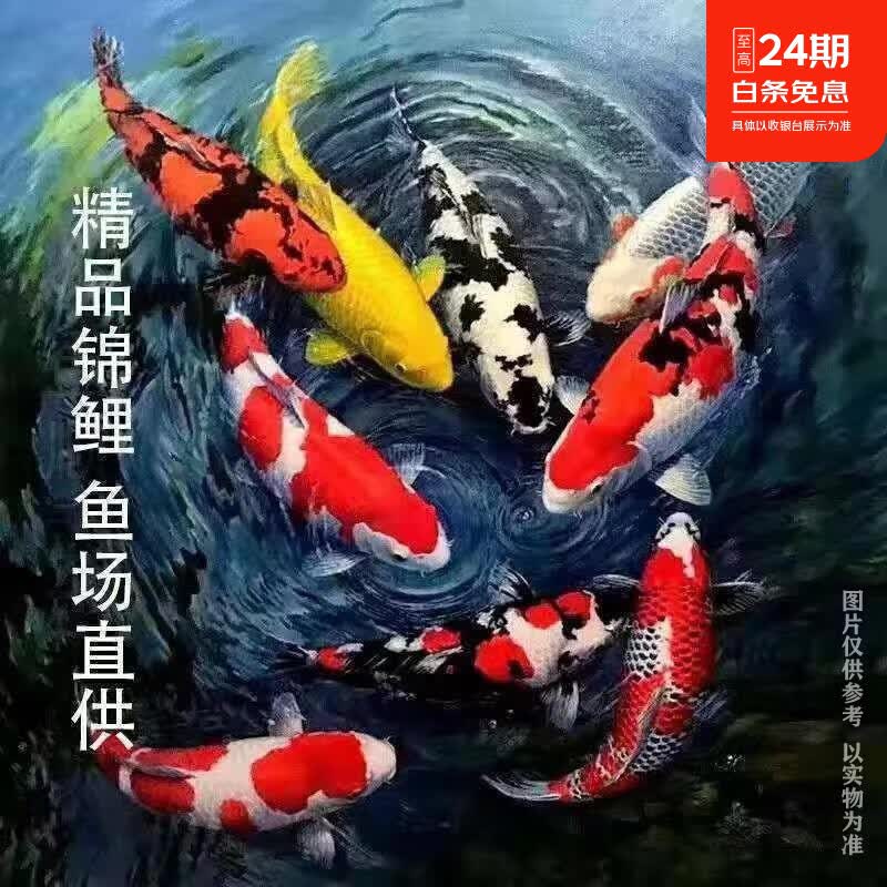 招财如意锦鲤冷水观赏鱼大型纯种精品红白三色招财鱼好养耐活风水鱼活鱼 十全十美（随机颜色10条可指定） 30-35cm