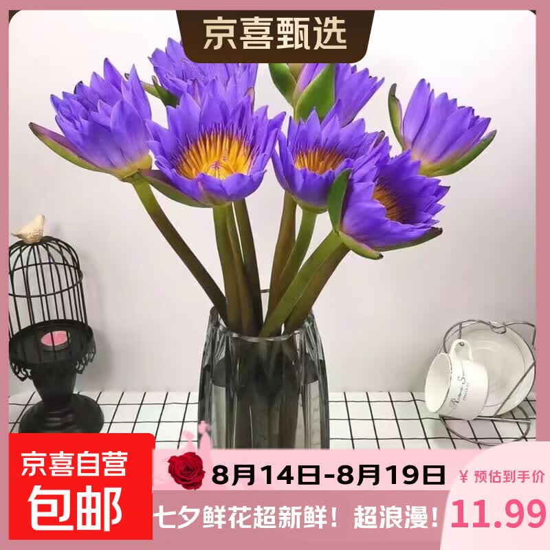 新鲜睡莲鲜花广州直发30CM带花苞家庭七夕情人节礼物生日礼物 紫色睡莲10枝