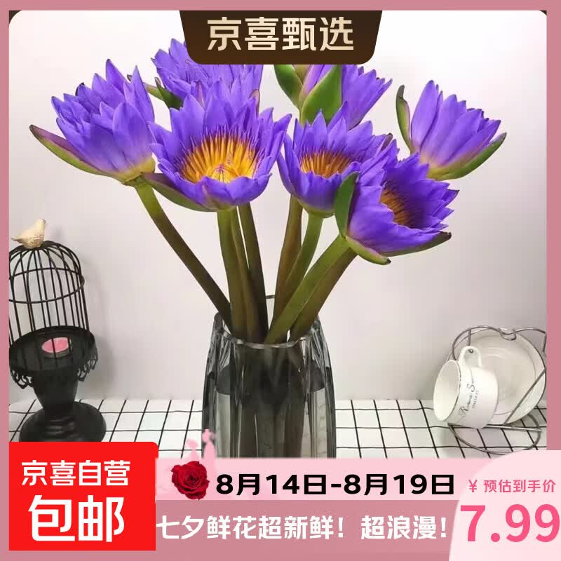新鲜睡莲鲜花广州直发30CM带花苞家庭七夕情人节礼物生日礼物 随机色睡莲5枝