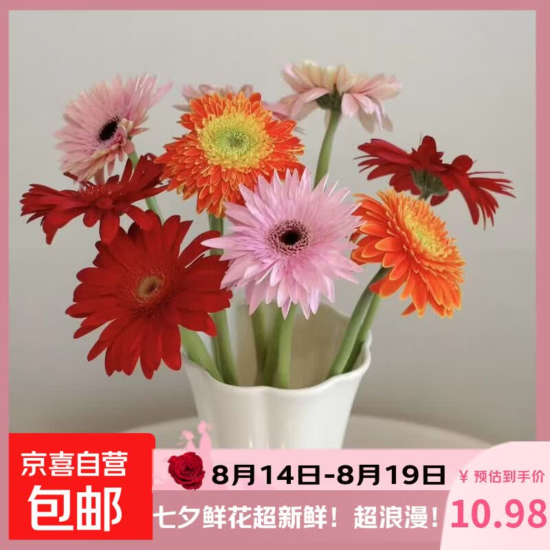 非洲菊鲜花新鲜采摘基地直发水养易养护多颜色520 母亲节生日礼物 随机混色16支+4支防损