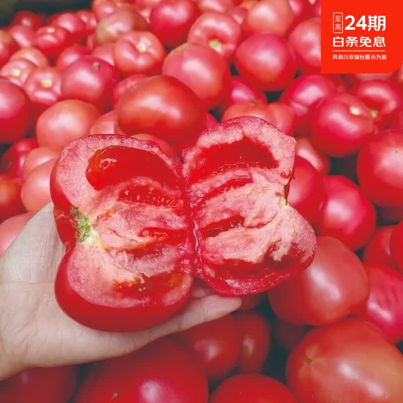 四川攀枝花西红柿新鲜现摘生吃水果露天沙瓤自然番茄整箱当季 大果 5斤 京东折扣/优惠券