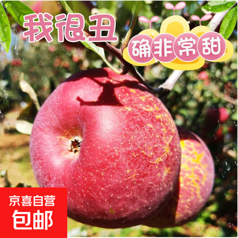 京喜加正宗红富士丑苹果脆爽多汁应季红富士苹果新鲜苹果多仓混发  整箱2斤A+级中果【果径70-75】