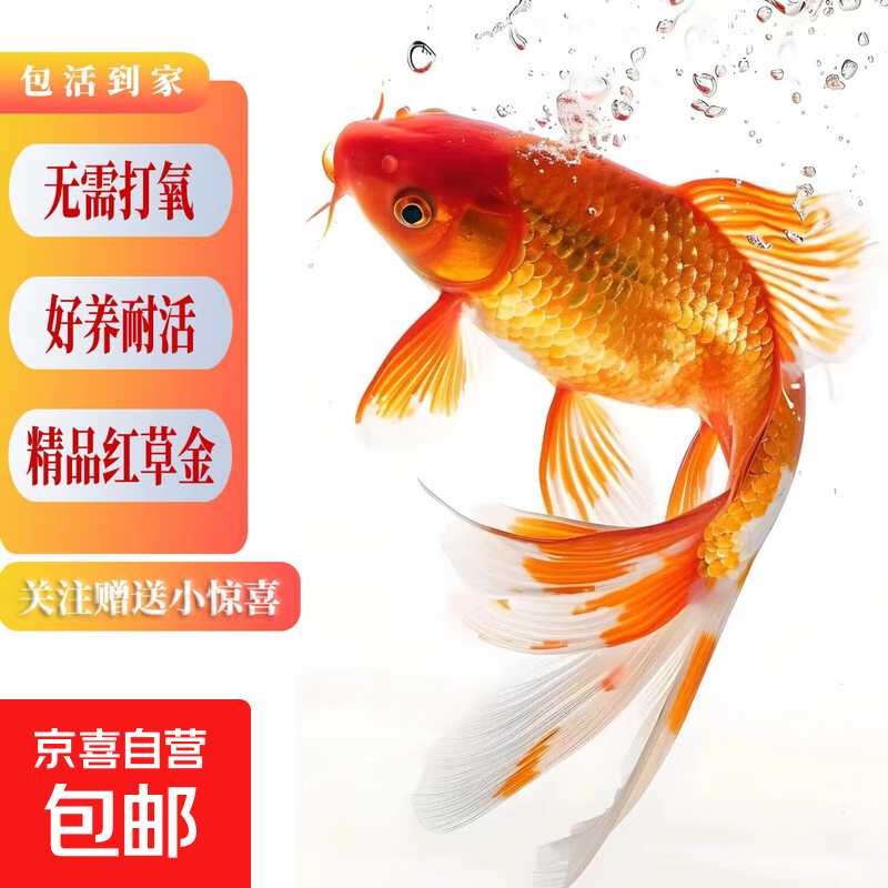 冷水观赏鱼草金鱼养不死耐活包邮包活宠物新手练手鱼 3-5厘米送小包鱼粮 混搭精品红草金4条+2条备损