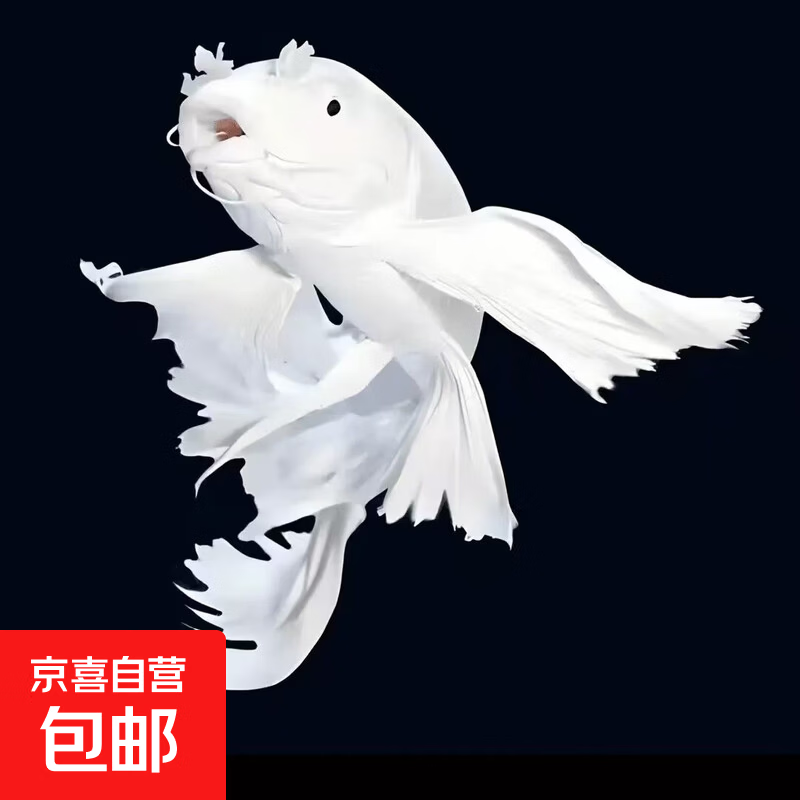 ̨�崿�������׺������� ������ ������β 8-10����/2�� ������ɫ 8.19Ԫ ����������