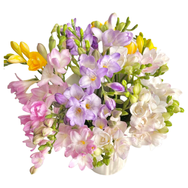 京东鲜花香雪兰小苍兰鲜切花云南鲜花直发幽香四溢源头直发