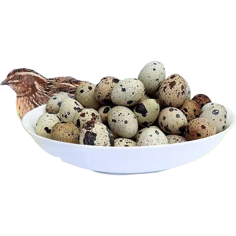 生鲜鹌鹑蛋 当日新鲜 整箱批发 农家 杂粮鸟蛋宝宝辅食生蛋 当日现捡30枚*1箱