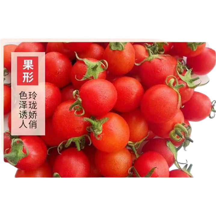 ��������ʥŮ�� ��ɫС���� ӣ��С���� 5����侻��4.5�� 10.9Ԫ