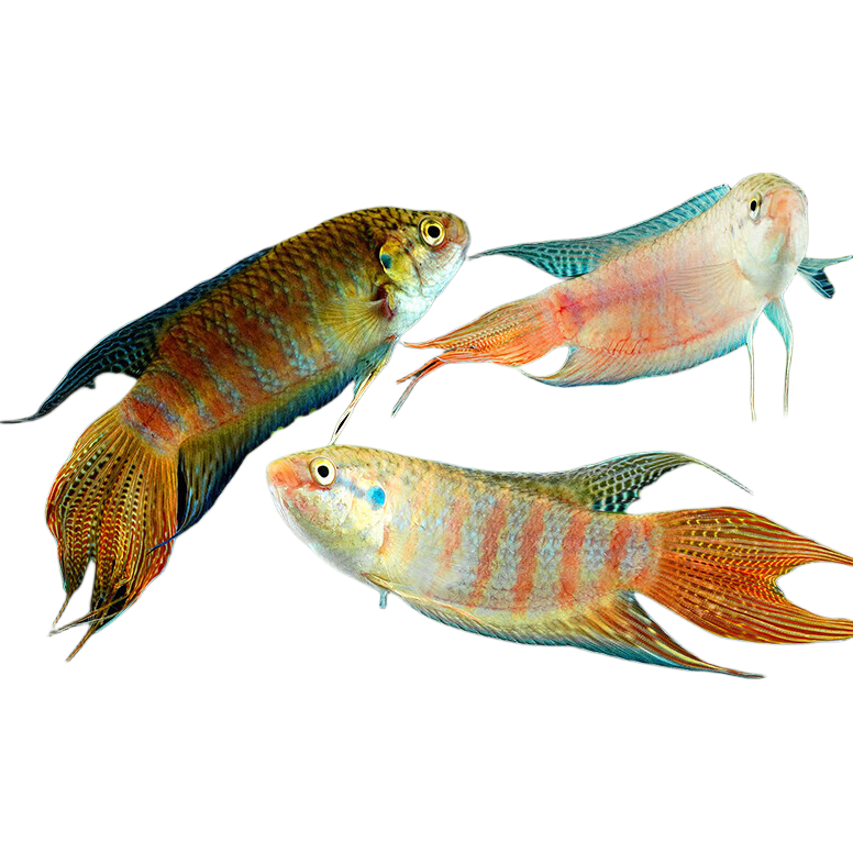 中国斗鱼菩萨鱼淡水冷水观赏鱼苗3-5cm3条送饲料 5.68元 - 折送网