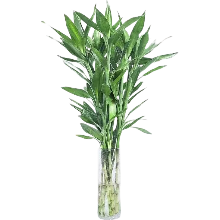 ������ˮ��ֲ�� 70cm 10֧ ���������в���ֲ2.99Ԫ