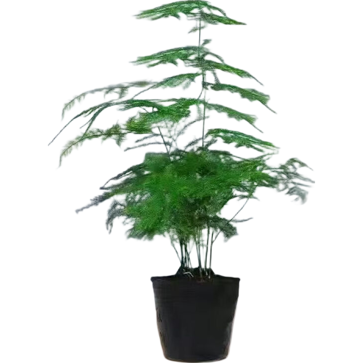 文竹盆栽绿植花卉盆景植物室内客厅水培文松云竹文竹大苗四季常青 小文竹【1颗】原盆原土球发货 高度15-25cm