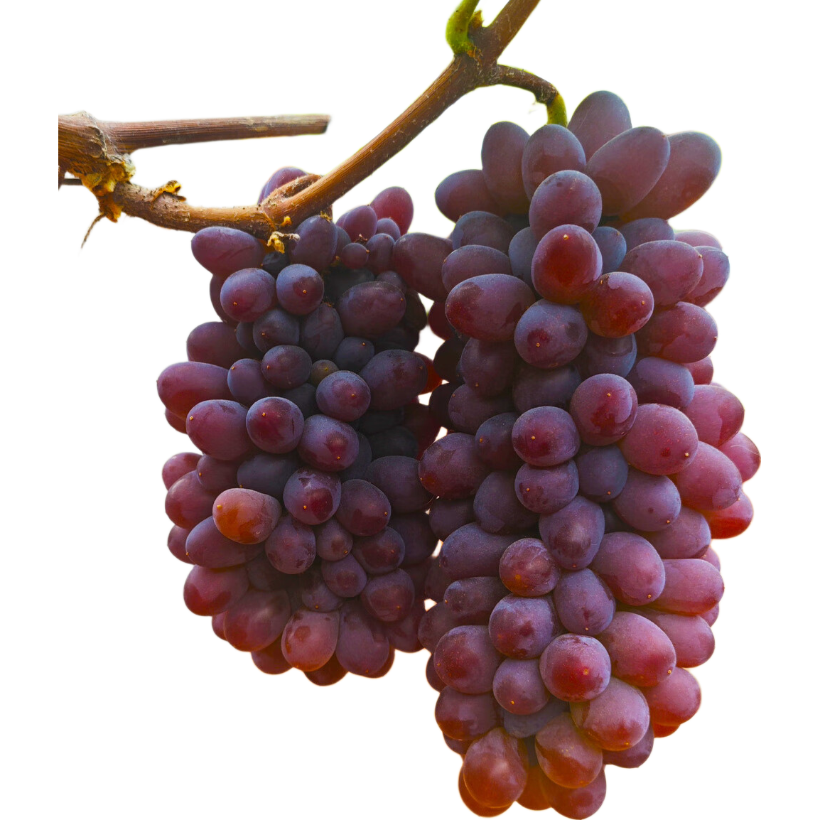 �������������� ���ʲ�ժ ����ֱ�� ����3��װ��4-6���� 36.9Ԫ