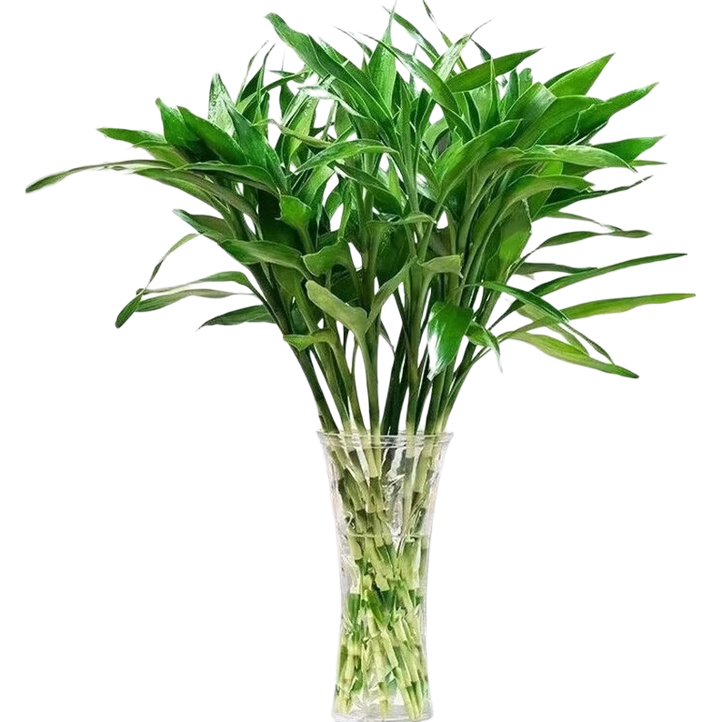 ������ˮ��ֲ�� 65cm 8֧ �����в���ֲ1.9Ԫ/8֦