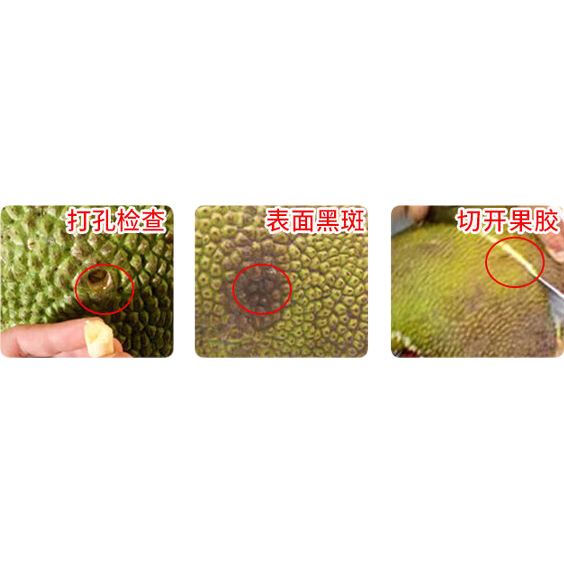 海南三亚黄肉菠萝蜜新鲜水果生鲜波罗蜜手撕整果京东快递 净重17-21斤【中果一人吃到爽】