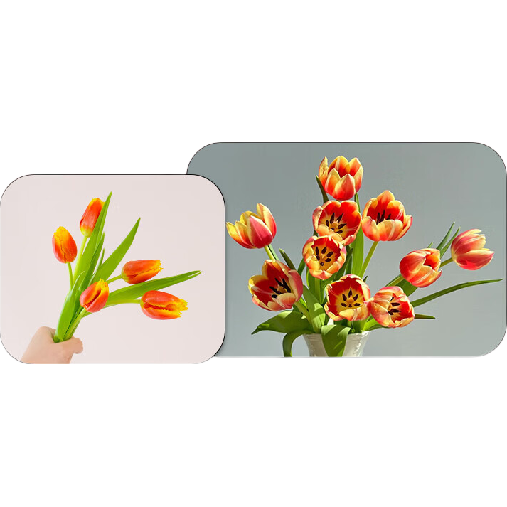 郁金香鲜花随机色云南源头直发 随机色郁金香20枝